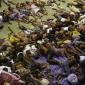 ৭২৭ জনকে বাংলাদেশে ‘ঠেলে দিচ্ছে’ মিয়ানমার