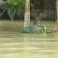 ভারী বর্ষণে নোয়াখালীতে আগাম বন্যা