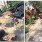 পুলিশকে ঘুষ না দেয়ায় ৩ লাখ টাকার ডিম রাস্তায়